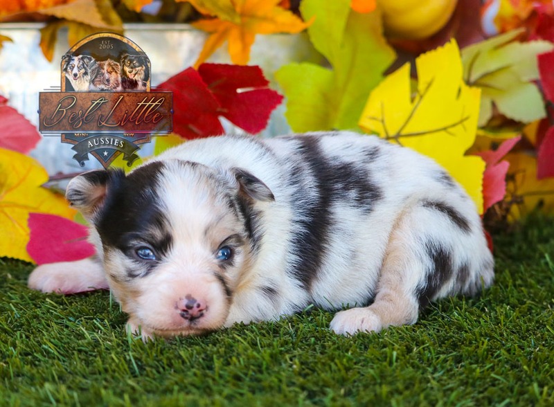 image_633480_1763834110789