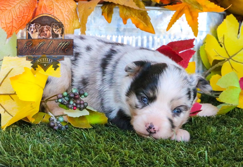 image_633480_1763834110790