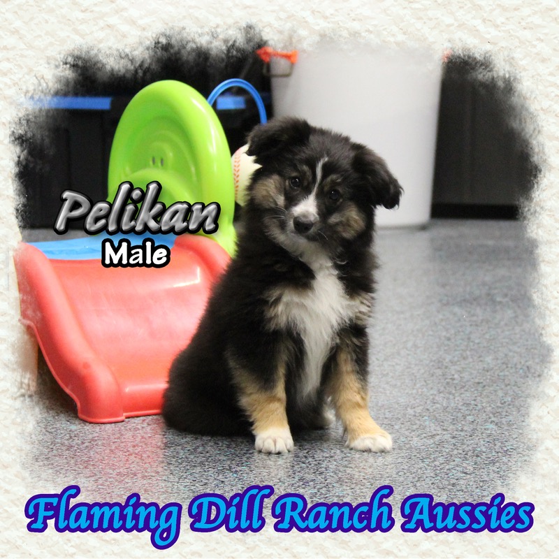 image_634535_1770096169272