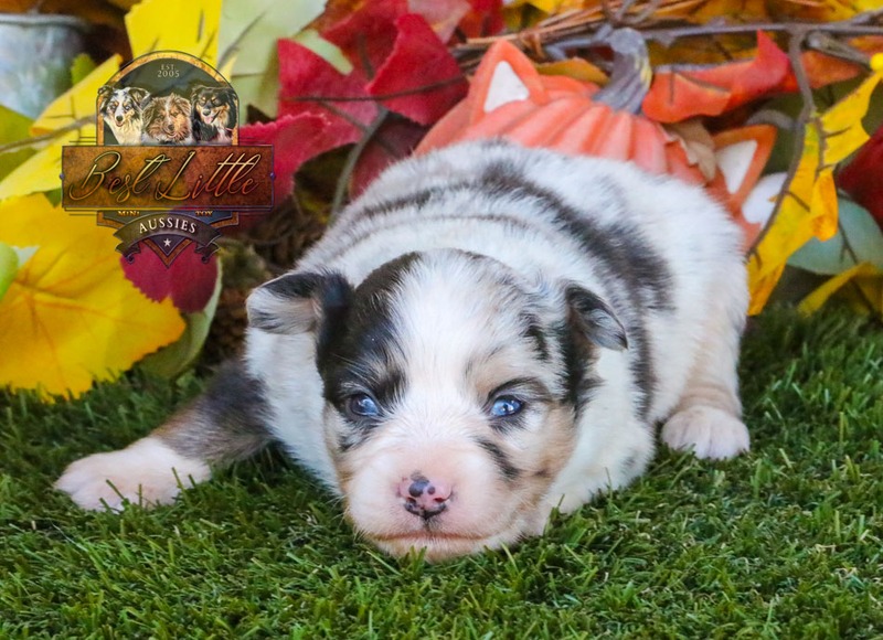 image_633480_1763834110791