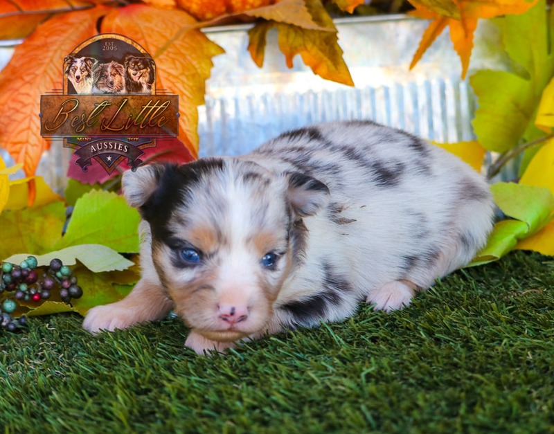 image_633481_1763834661085