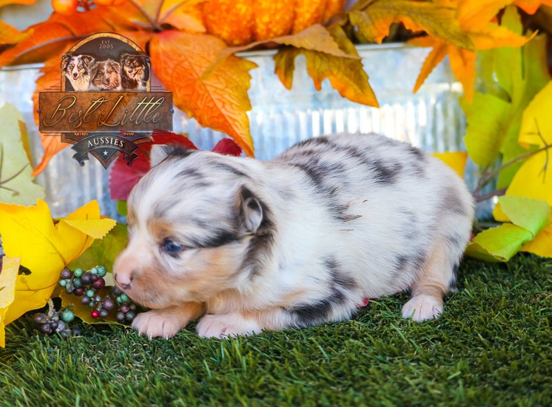 image_633481_1763834661086