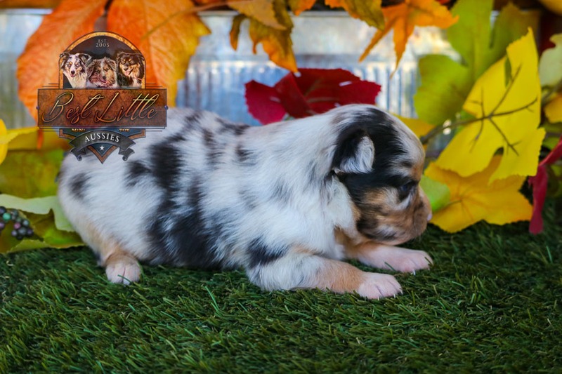 image_633481_1763834661087