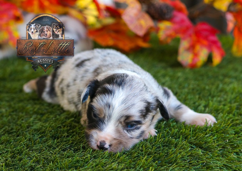 image_633482_1763834872017