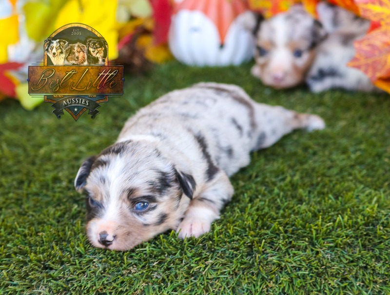 image_633482_1763834872019