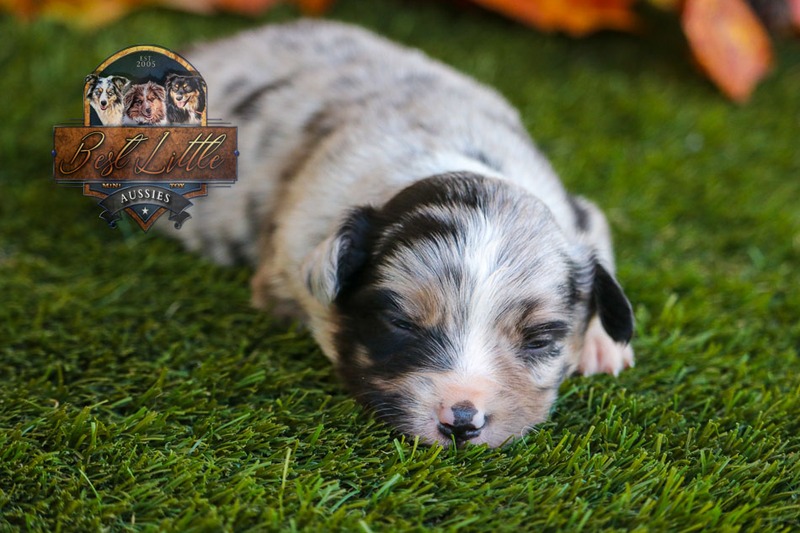 image_633482_1763834872020