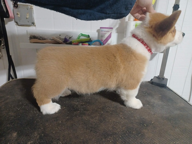 image_636083_1771531509913