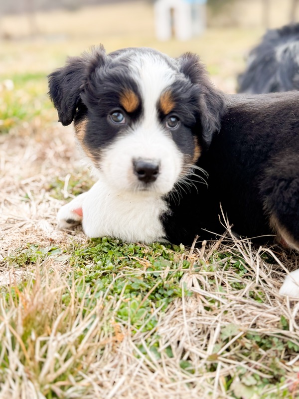 image_641983_1771637643694