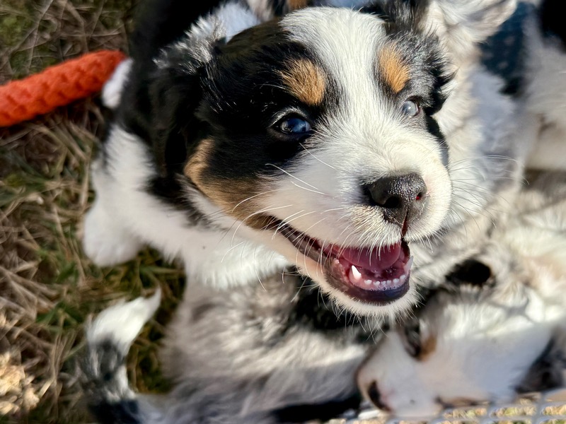 image_641983_1771637643696