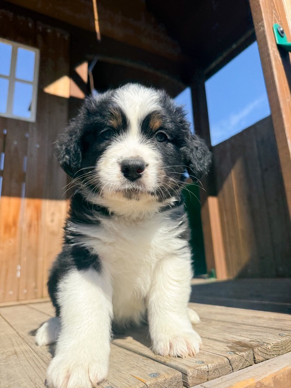 image_641984_1771637861053