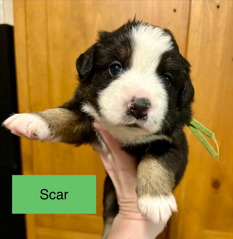 image_643594_1773272666793