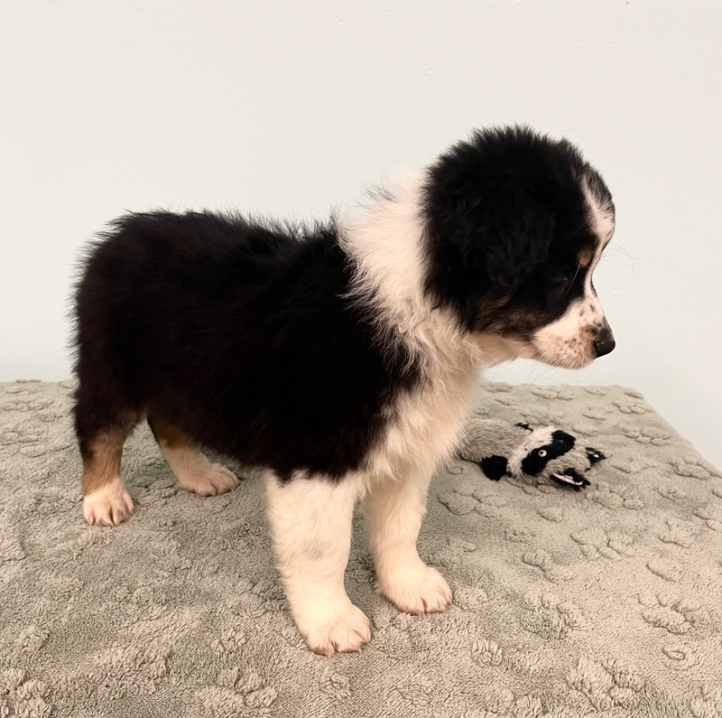 image_637437_1773342962050