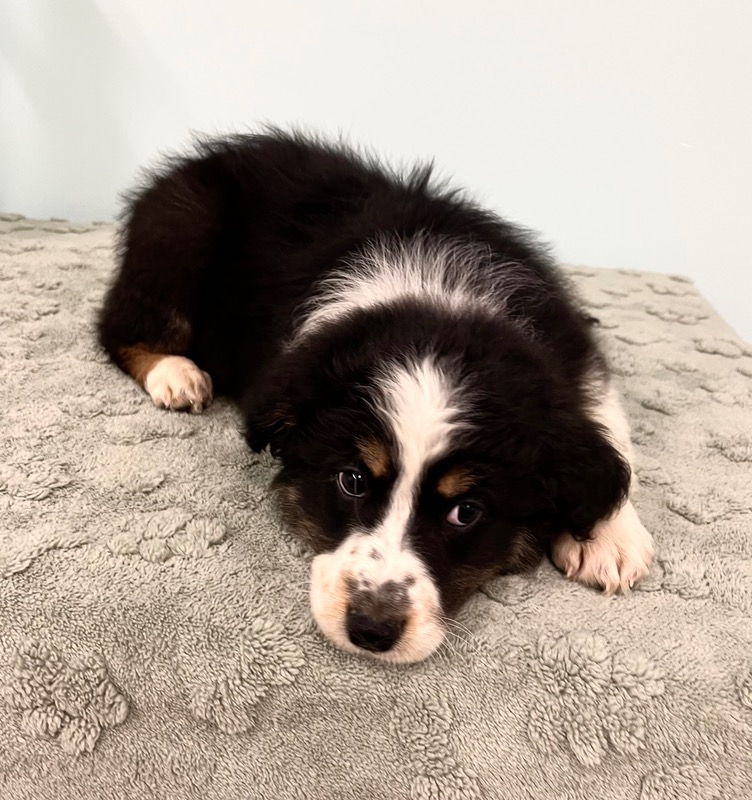 image_637437_1773342962053