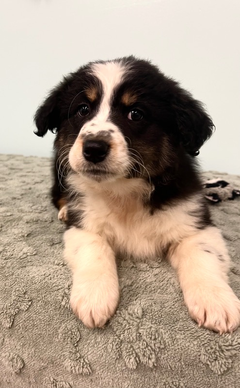 image_637437_1773342962056