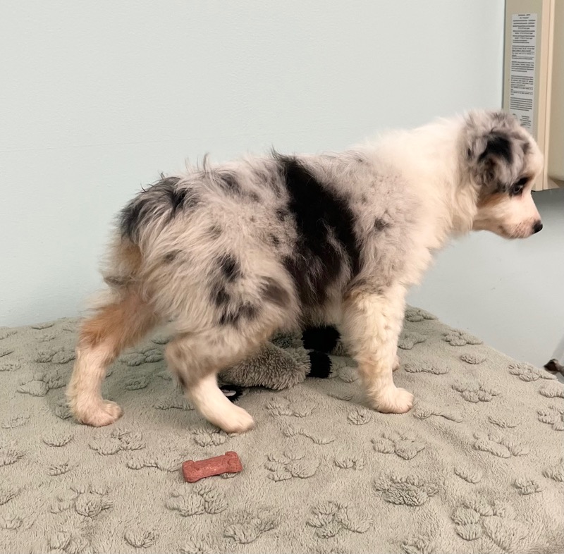 image_637438_1773343740245