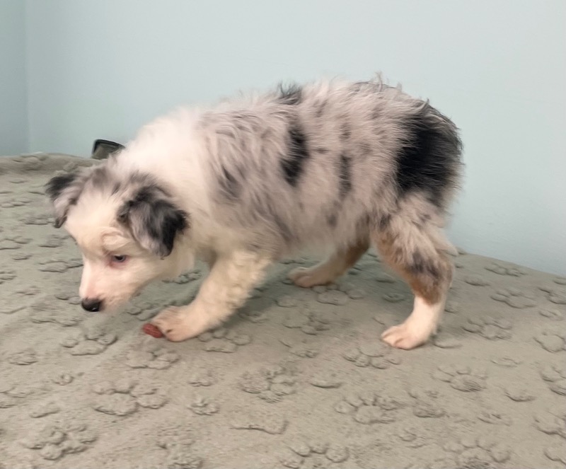 image_637438_1773343740247