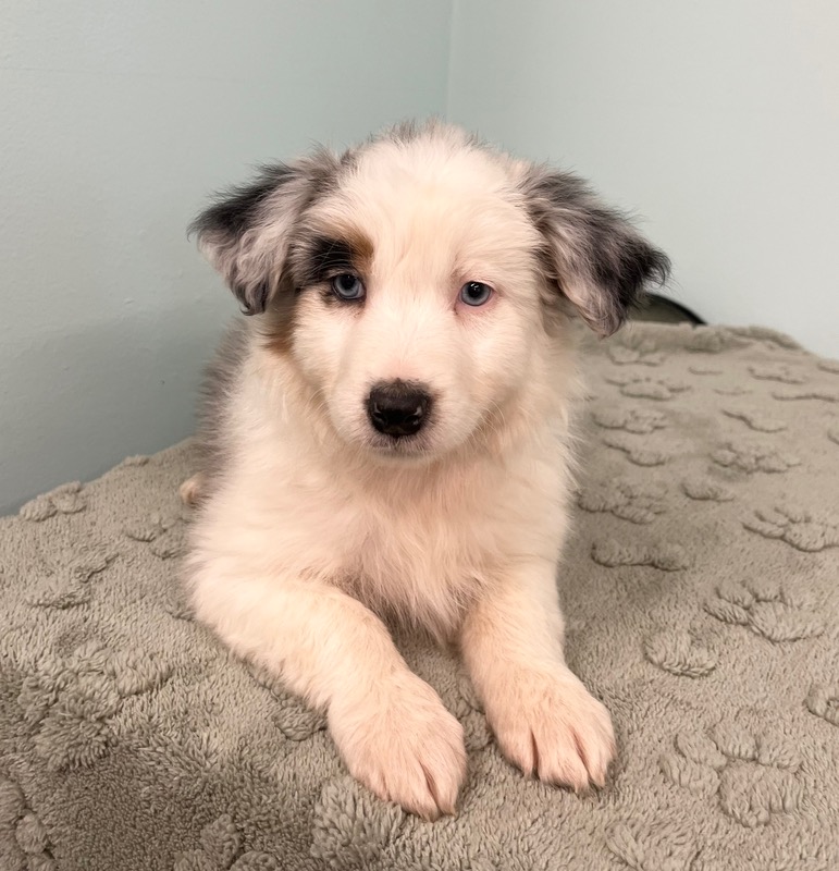 image_637438_1773343740248