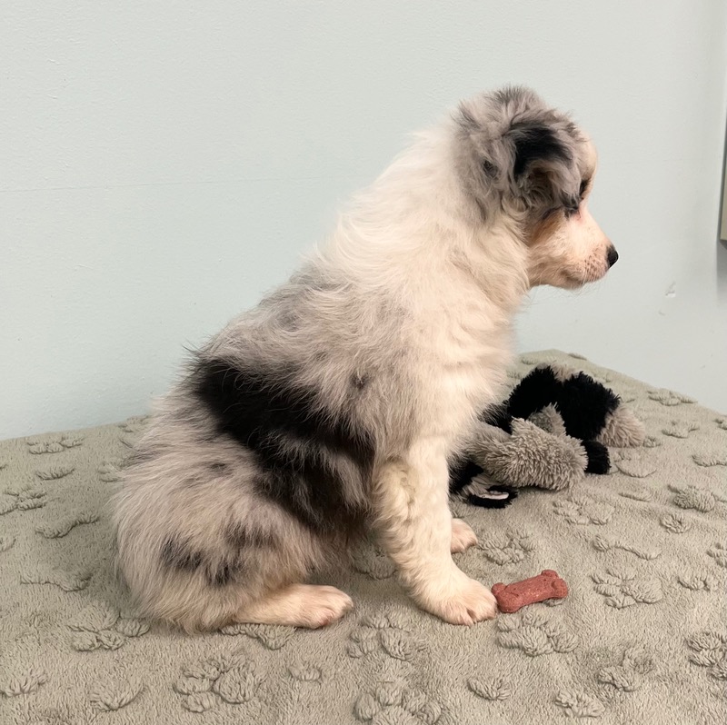 image_637438_1773343740249