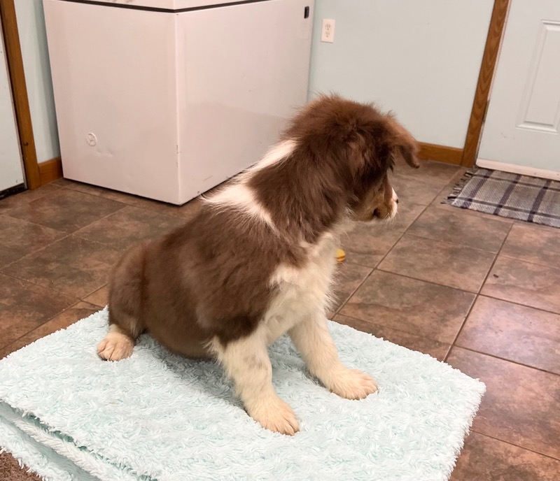 image_637435_1773348669772