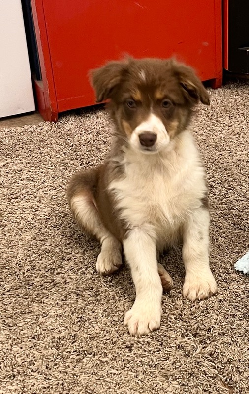 image_637435_1773348669777