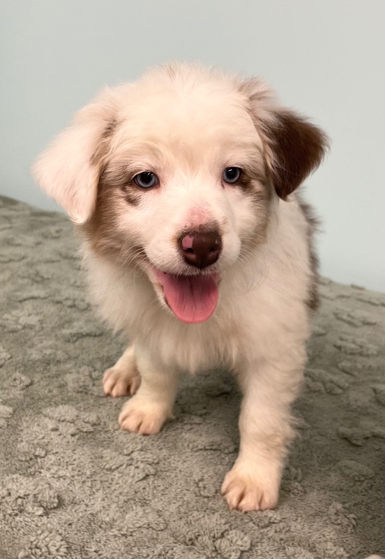 image_637434_1773349332813