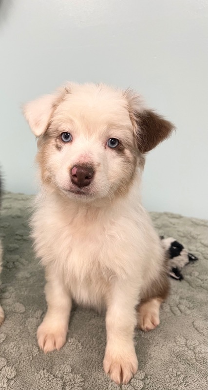 image_637434_1773349332817