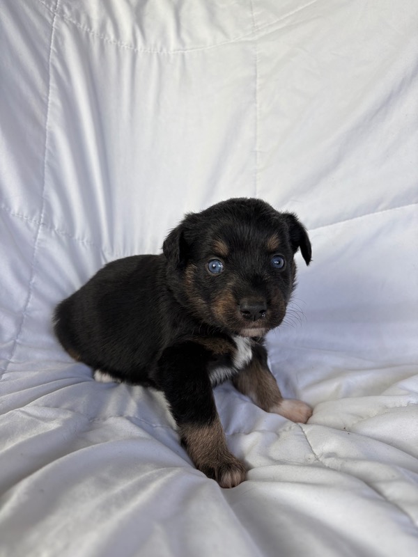 image_645887_1775835091300