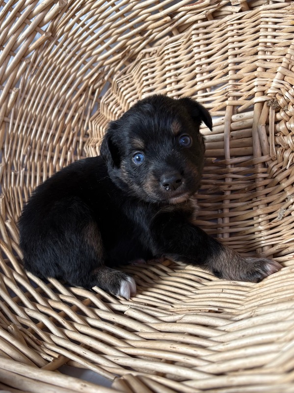 image_645887_1775835091301