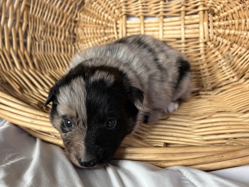 image_645888_1775835491508