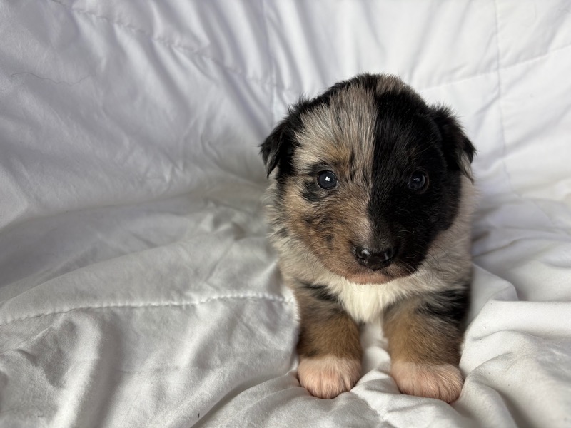 image_645888_1775835491510