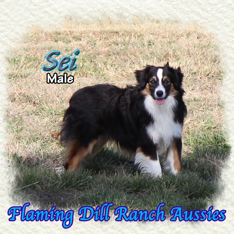 image_610901_1765352811837