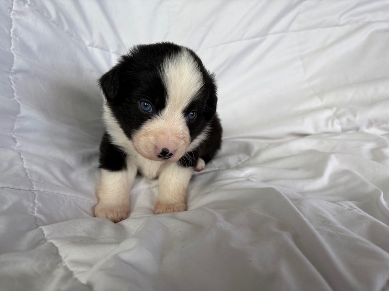 image_645889_1775835675318