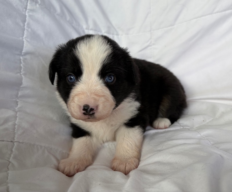 image_645889_1775835675319