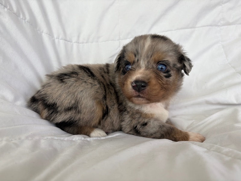 image_645890_1775836095714