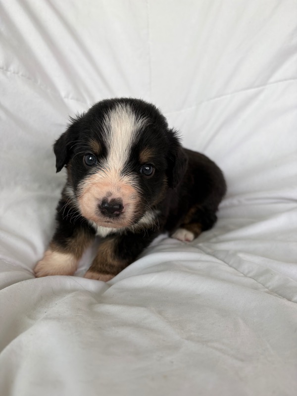 image_645891_1775836292960