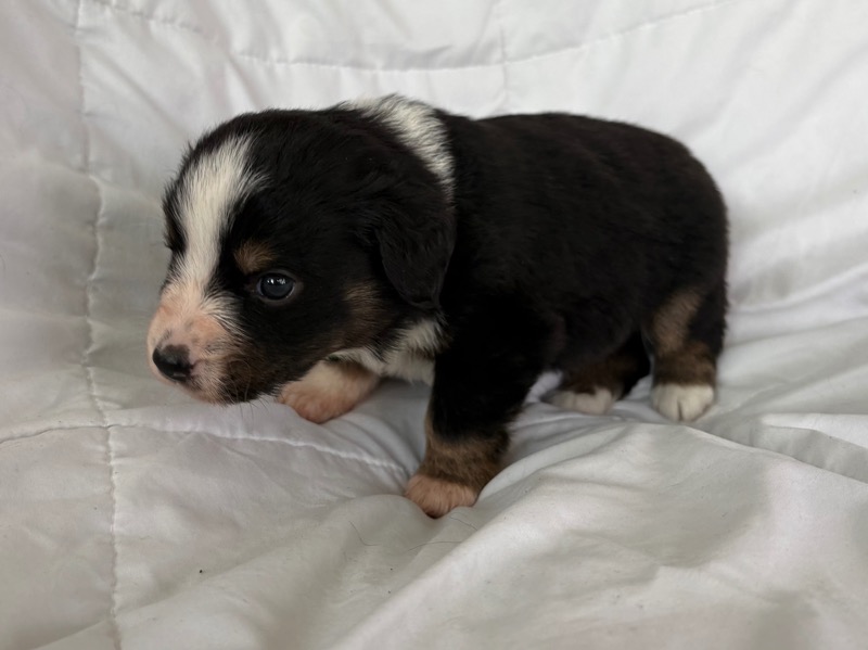 image_645891_1775836292961