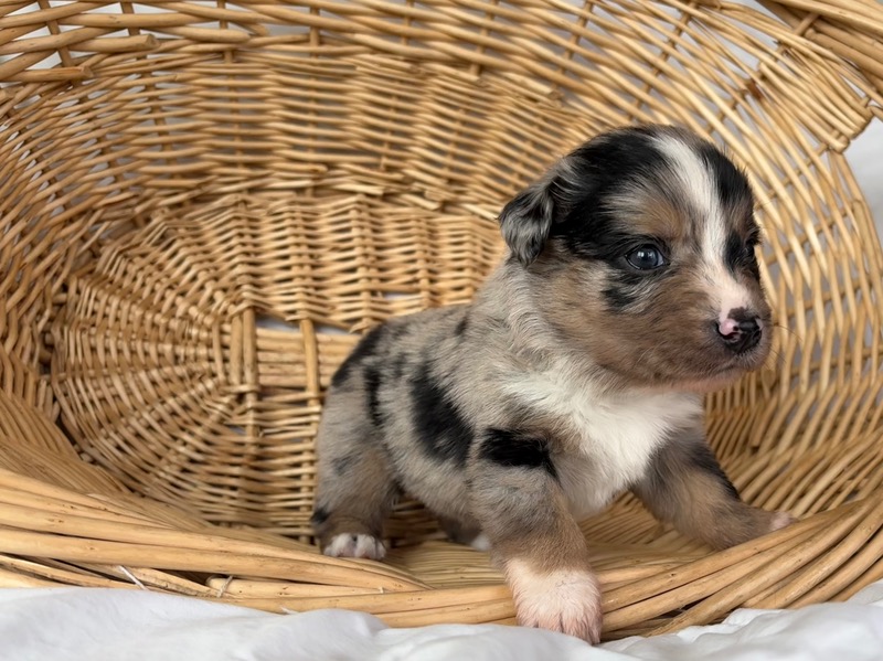 image_645892_1775836552589