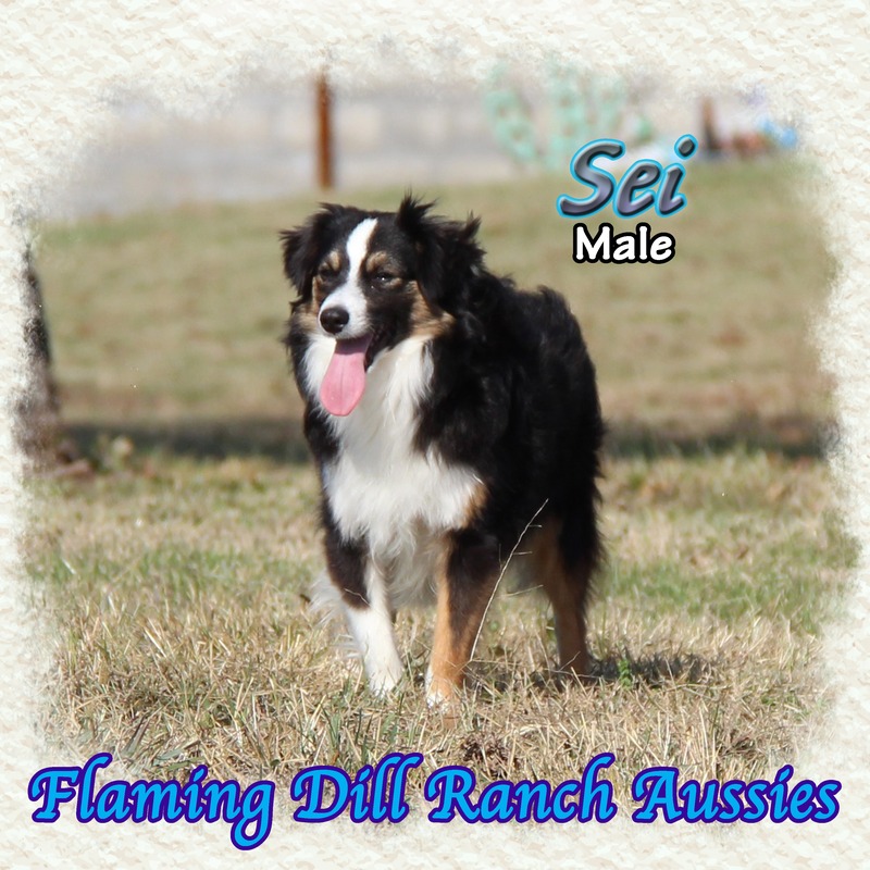 image_610901_1765352811842