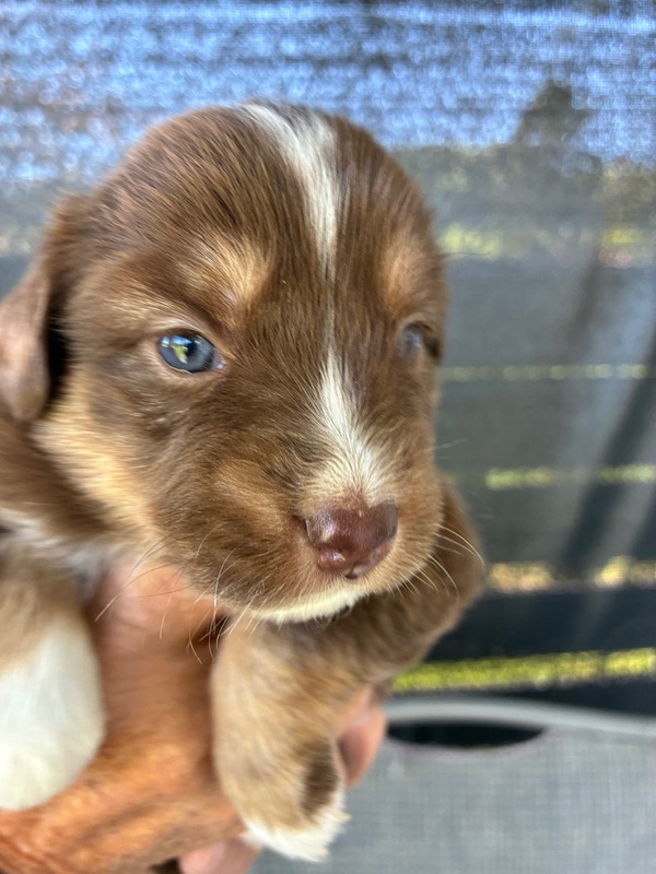 image_646393_1776713903583