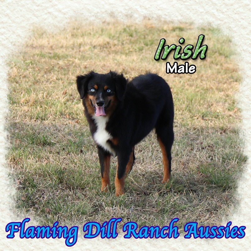 image_612755_1765353485697