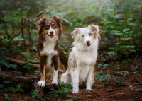 Small dog breeder of high quality Toy Australian Shepherds. Gunslinger Toy  Aussies is raising Toy Austral…